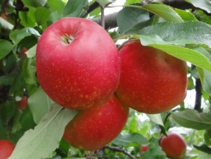 Jabloň 'Red Jonaprince' - kontejner