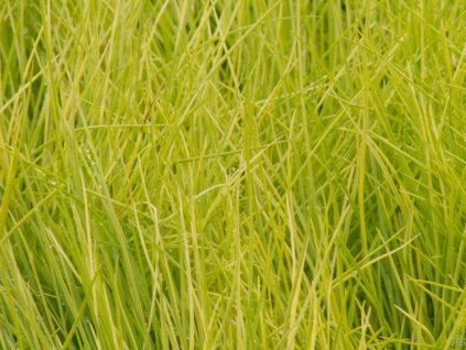 Festuca glauca Amigold (2)