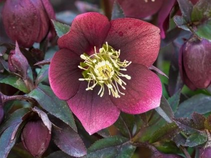 Helleborus orientalis Red Hybrids 01