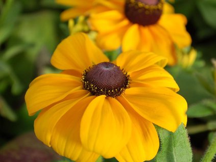 125571 trapatka rudbekie srstnata toto gold rudbeckia hirta toto gold