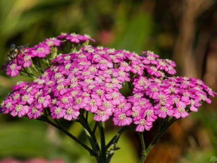 Achillea Pretty Belinda (1)