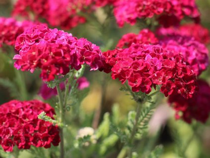 Achillea millefolium 'Tutti Frutti Pomegranate'