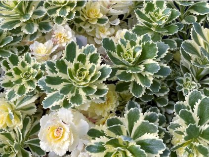 Sedum Atlantis
