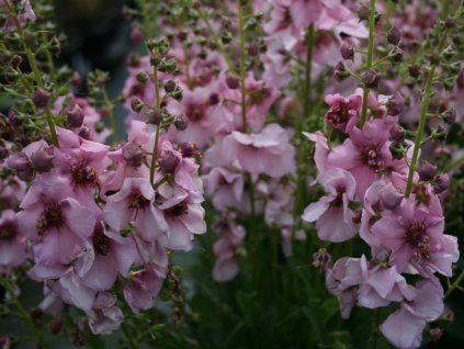 Verbascum Rosie scaled