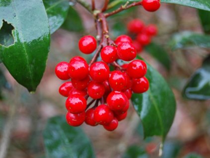 reevesiana