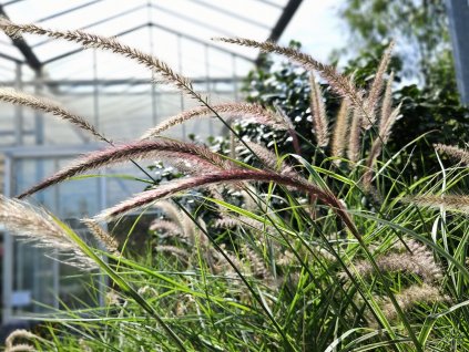 Pennisetum Sky Rocket (2)