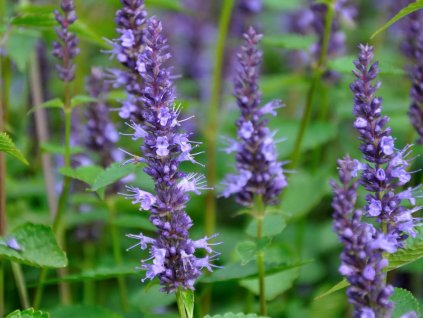 Agastache �Little Adder� - Agastache �Little Adder� (Balen� kontejner p15)