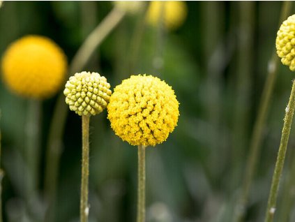 Kraspédie kulovitá 'Golf Beauty'- Craspedia globosa 'Golf Beauty'