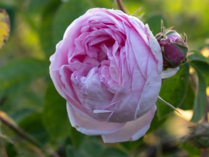 Rose Rose des Peintres 1488688