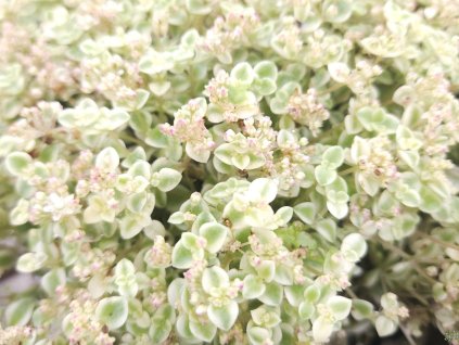 Sedum Little Missy (1)