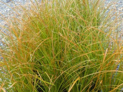 Ostřice 'Prairie Fire' - Carex testacea 'Prairie Fire'
