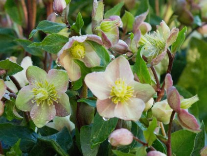 Helleborus Early Princess (2)