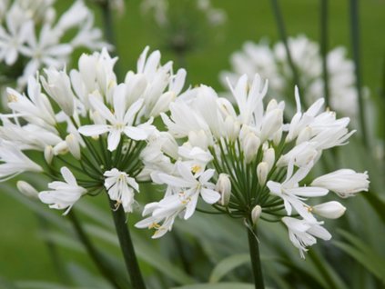 Kalokvět africký  'Albus' - Agapanthus africanus  'Albus'