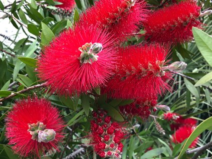 Štětkovec citronový - Callistemon laevis