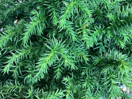 Kryptomerie japonská 'Vilmoriniana'