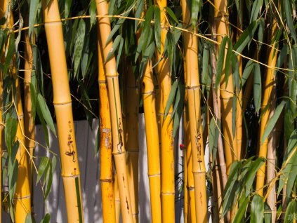 Phyllostachys Aureocalis