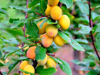 Mirabelka 'Miroma'