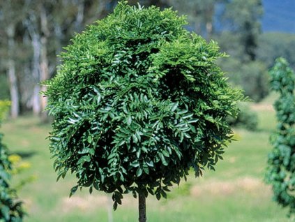 fraxinus excel nana