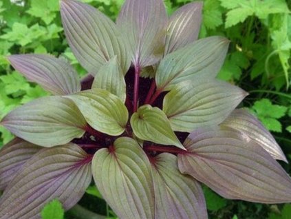 hosta first blush 1