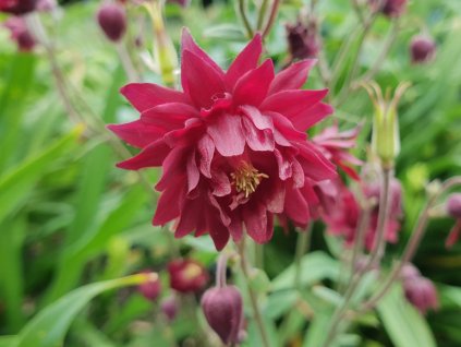 aquilegia vulgaris ruby port