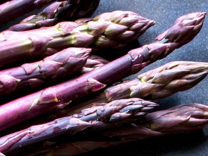 Chřest lékařský 'Pacific Purple'