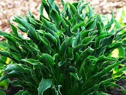 hosta praying hands 2