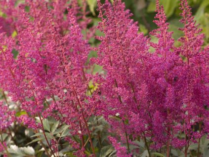 elizabeth van Veen astilbe