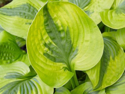 Hosta summer lovin 1