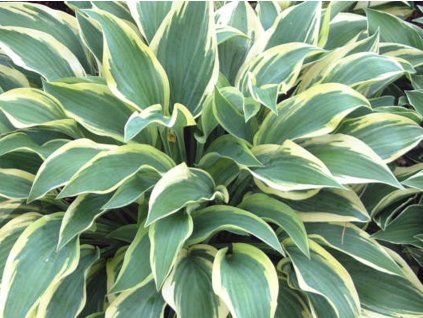hosta Wolverine