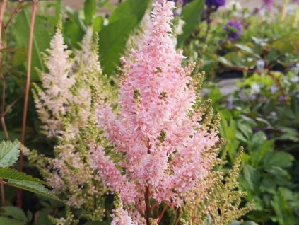 Salmon astilbe