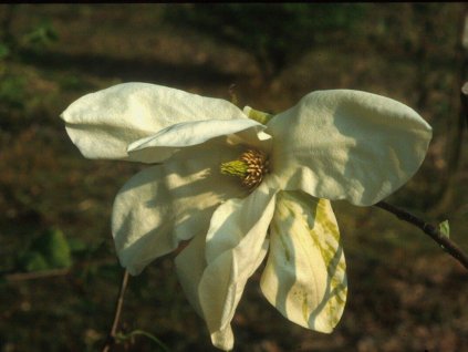 Magnolie 'Green Snow'