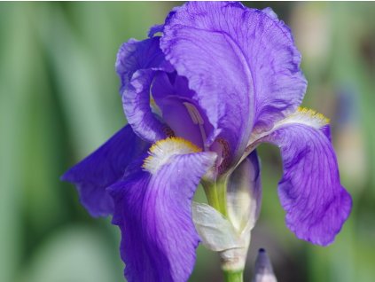iris pallida variegata