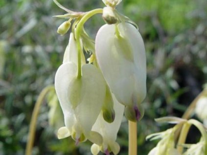 dicentra formosa Aurora 1