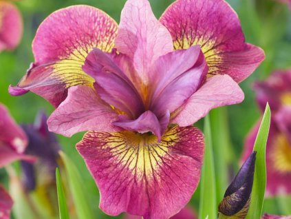 iris sibirica ruby gold