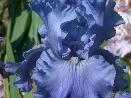 iris germanica caribbean dreem