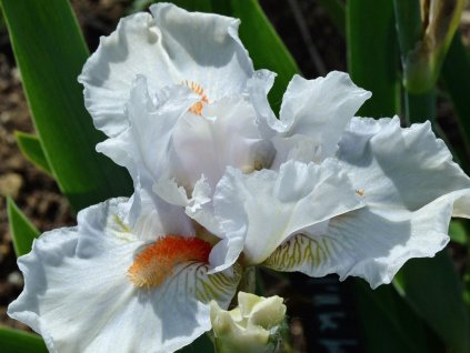 iris germanica I II be back
