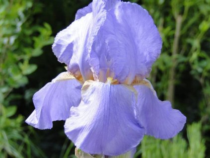 iris germanica lovely again 1