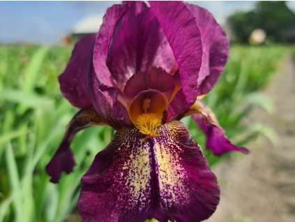 iris rapsberry candle