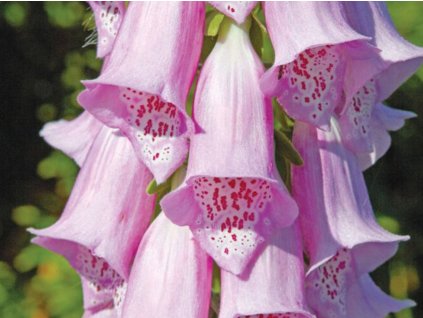 Digitalis purpurea 'Virtuoso Lavender'