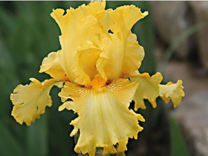 iris germanica spirit of memphis