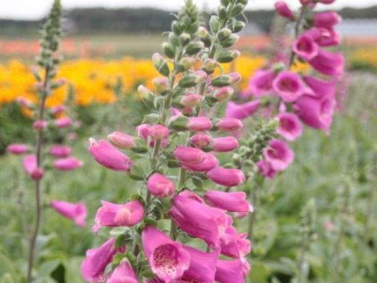 Digitalis purpurea 'Virtuoso Rose'