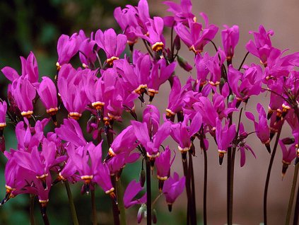 Dodecatheon red wings