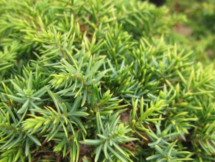 Jalovec obecný 'Lemon Carpet'