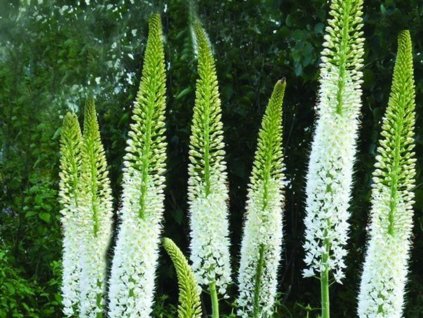 Eremurus line dance