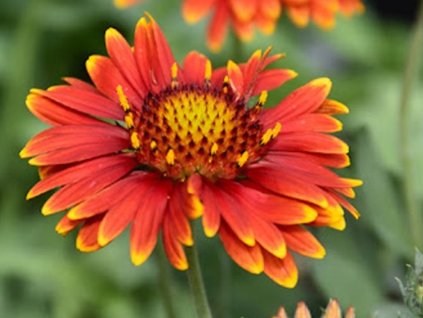 Gaillardia aristata 'Arizona Red Shades'