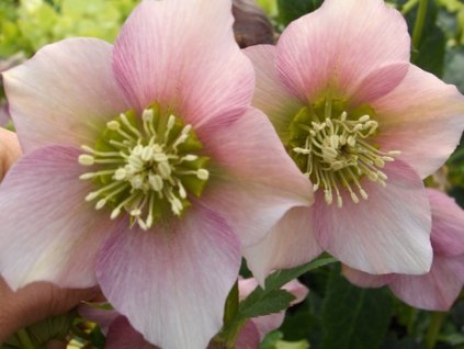 helleborus pretty elen pink 1