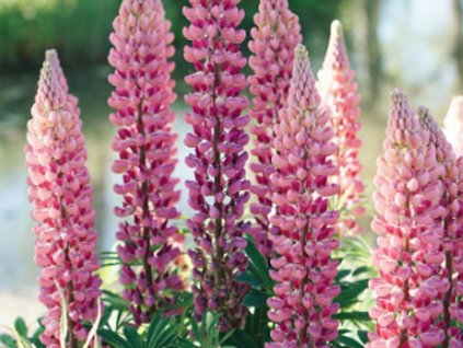 Lupina mnoholistá 'The Chatelaine'