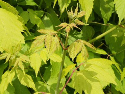 acer davidii Madeline Spitta