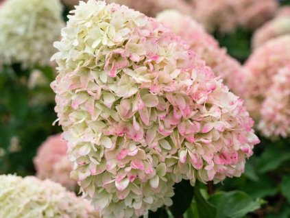 hydragea paniculata living little love