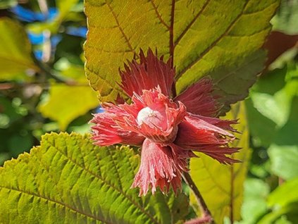 corylus avellana fuscorubra 1
